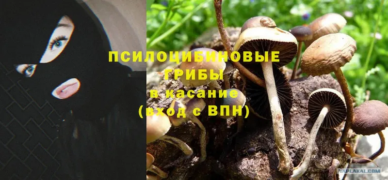 Галлюциногенные грибы MAGIC MUSHROOMS  кракен ТОР  Дубовка 